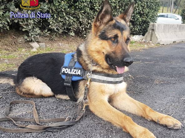 20180405 cane Ares2-kfUD-U434601071965910gnG-1224x916@Corriere-Web-Roma-593x443